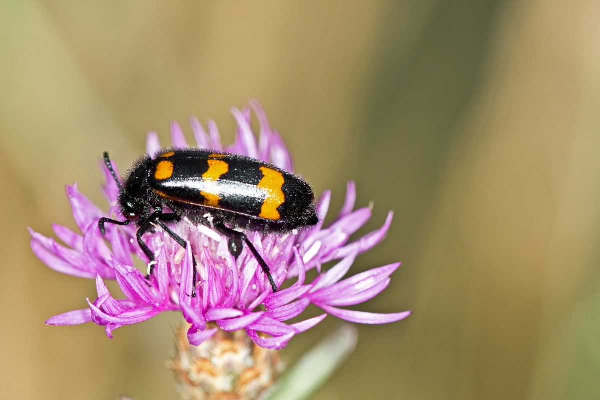 Mylabris variabilis, Meloidae